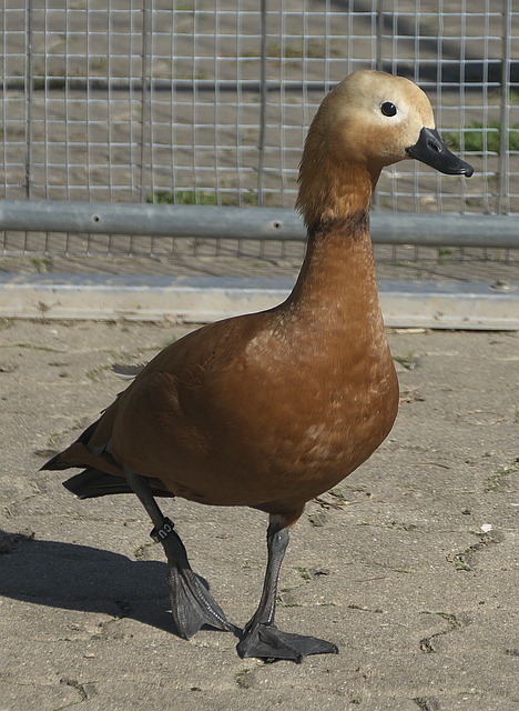 李诗沣胜安