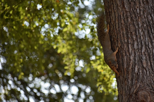 寐以求的冠 寐以求的冠